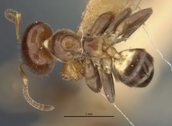 Media type: image;   Entomology 21344 Aspect: habitus dorsal view